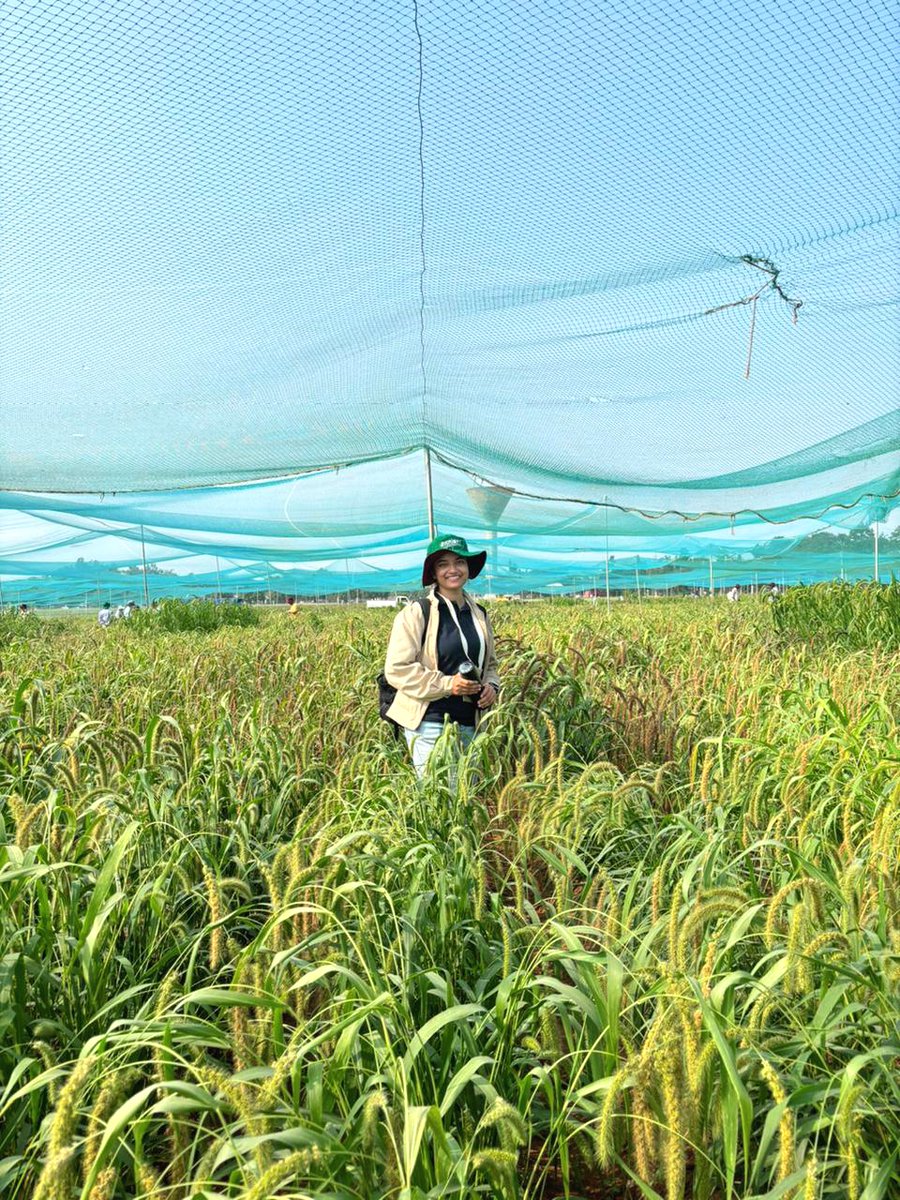 PSpoojashukla's tweet image. Had the privilege of attending ICRISAT&apos;s Small Millets Field Day, showcasing the stunning diversity of small millet germplasm. A true testament to their potential as climate-smart, nutritious crops for sustainable agriculture. Kudos to ICRISAT for championing this!🌍 #Millets🌾✨