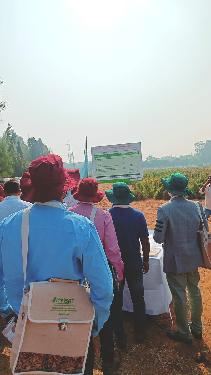 PSpoojashukla's tweet image. Had the privilege of attending ICRISAT&apos;s Small Millets Field Day, showcasing the stunning diversity of small millet germplasm. A true testament to their potential as climate-smart, nutritious crops for sustainable agriculture. Kudos to ICRISAT for championing this!🌍 #Millets🌾✨