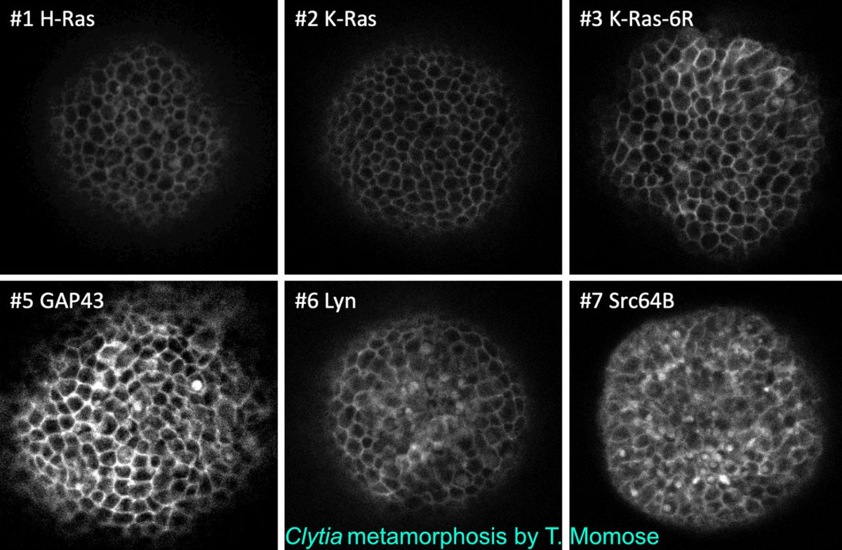 A toolkit for testing membrane localisation tags across species biorxiv.org/content/10.110…  An interesting experiment in open science from the Averof lab. Others are encouraged to try these tags and to contribute to a paper with wider species coverage.