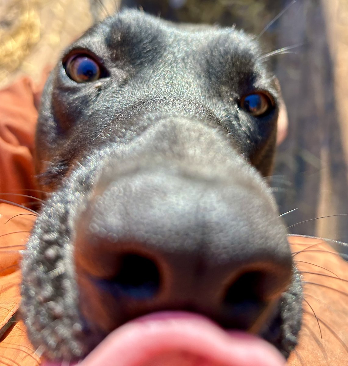 Ragdoll wants to give everyone a great big bear hug