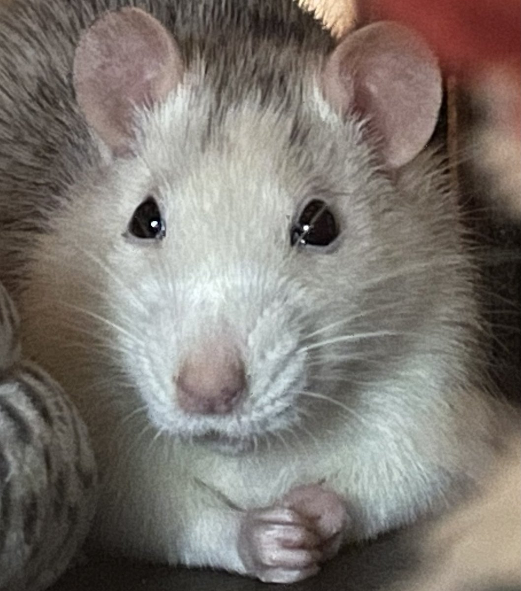 Kaya (@kayabarrows) on Twitter photo 