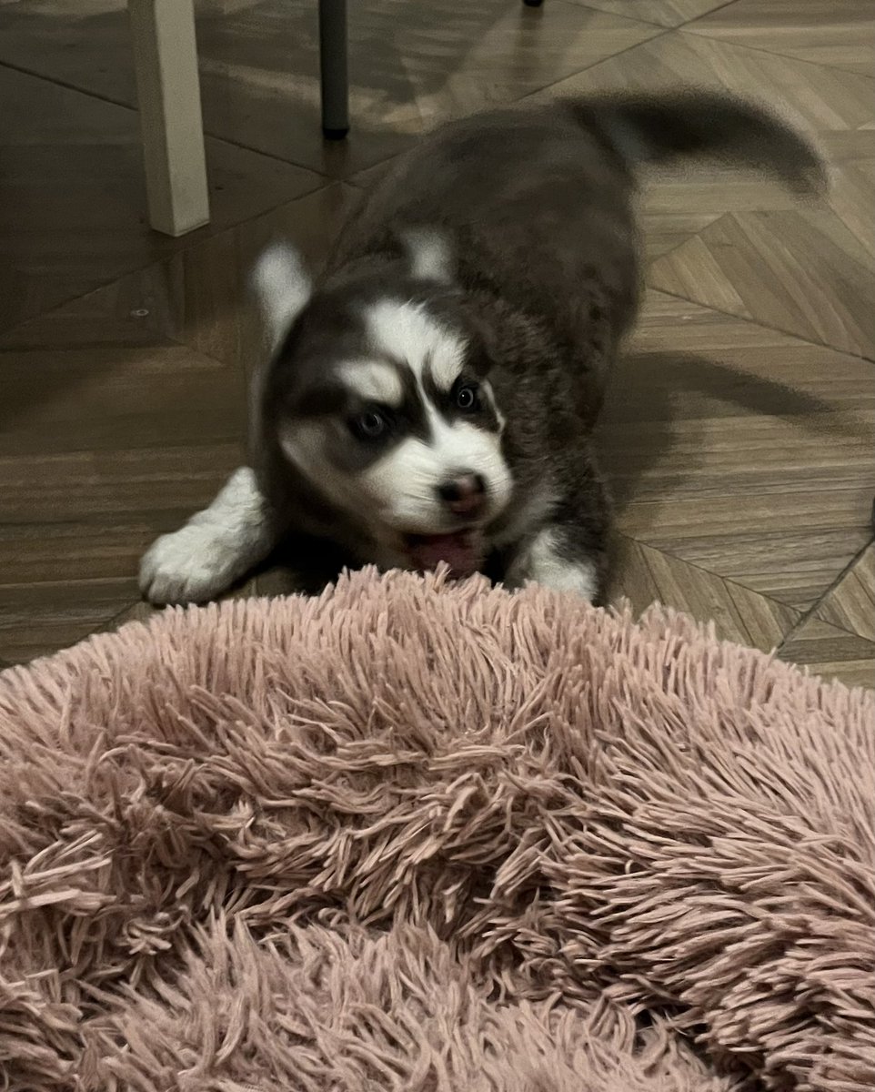 Samia Qumri tweet media