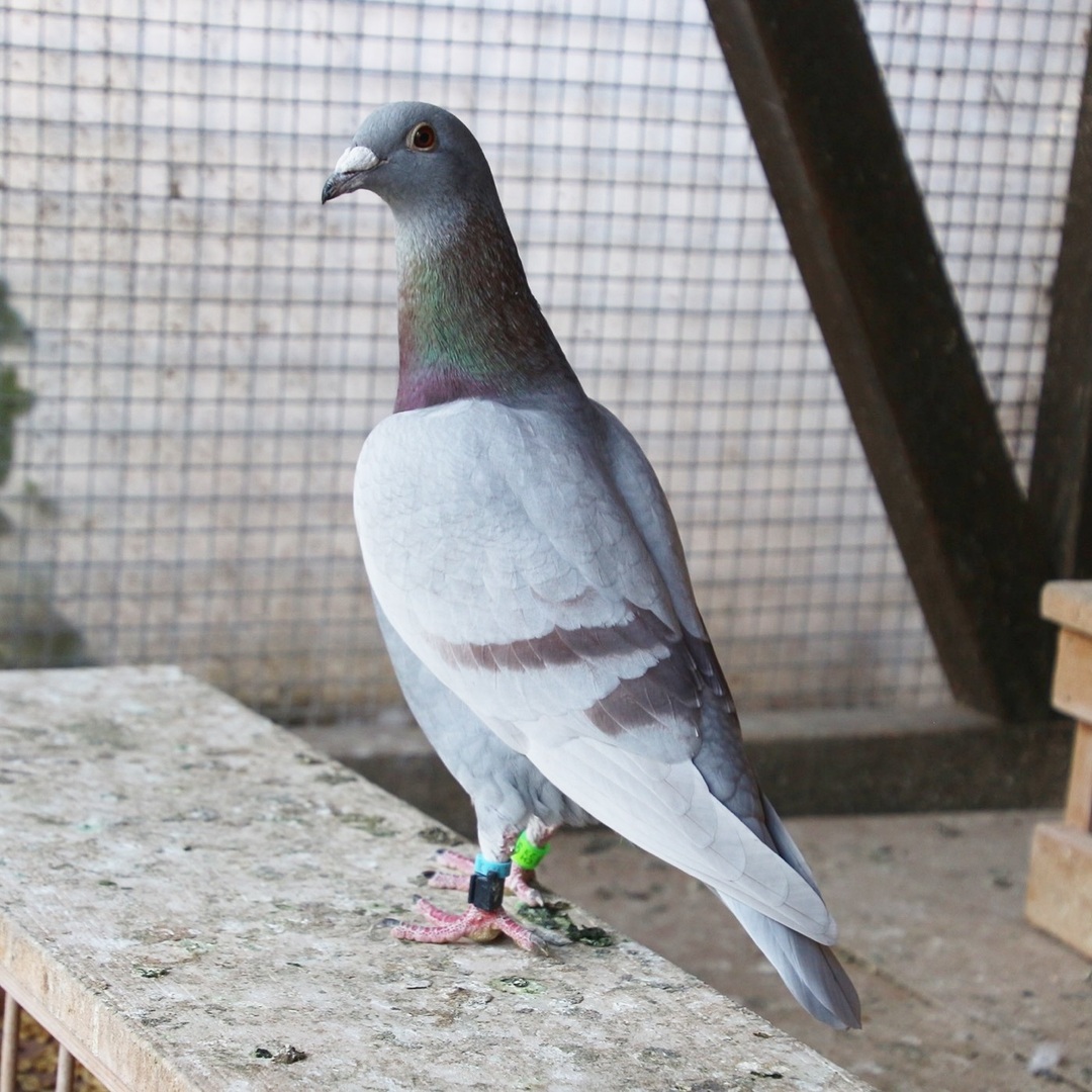 RacingpigeonsC's tweet photo. Check out this beautiful pigeon
#pigeons #racingpigeons #beautiful #highquality #valoft #sunday #readyforanewweek #birdberlin #birdsofinstagram #foryou #fyp https://t.co/BLSPsLAWx8 https://t.co/gxVKaomY1d