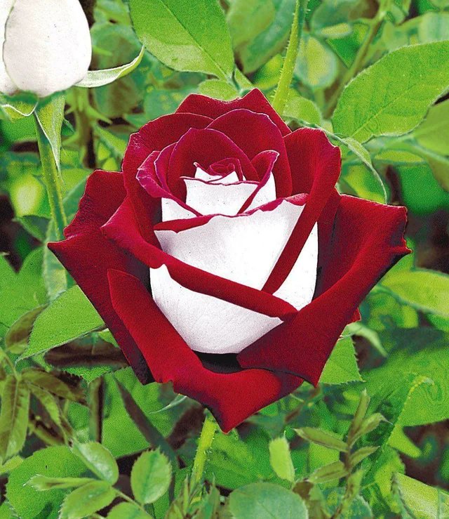 This is an Osiria Rose, known for its striking colour combination. 

The roses are blood-red on the inside and pure silvery-white on the outside.