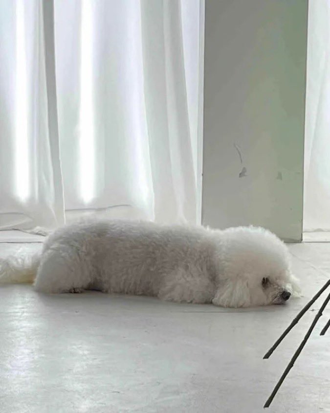 The only bread you need ⬇️⬇️⬇️

$loaf 🍞🐩🚀

The creator of $doge coin's dog

CA:
CqQWGaNTWTvyjoiaVrHxvXsFfZmGsgYCLbU2XwQYARBB