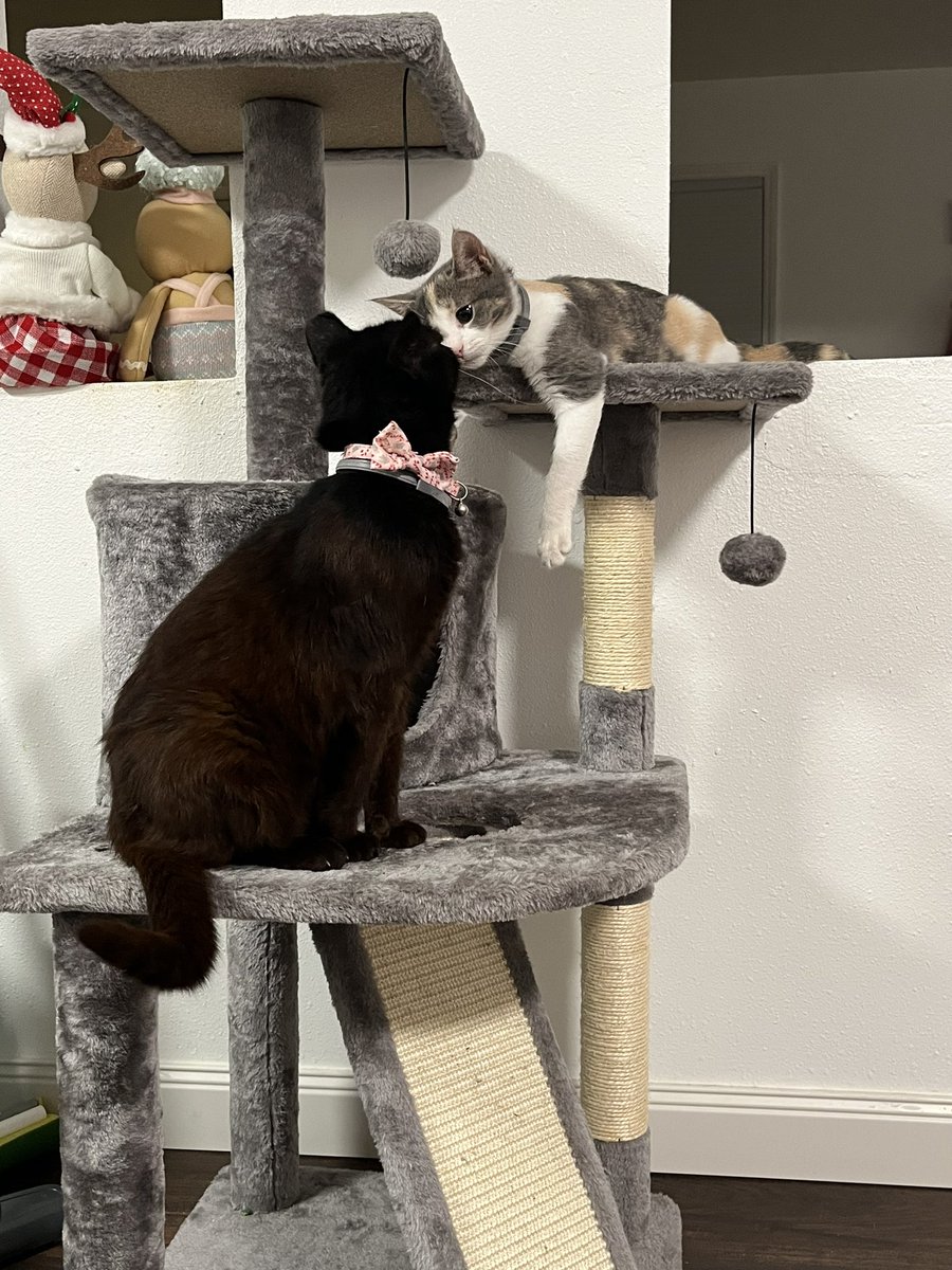 My big baby and my little baby are finally acting like sisters 😻 #CatsofTwittter #kitten #CatsAreFamily