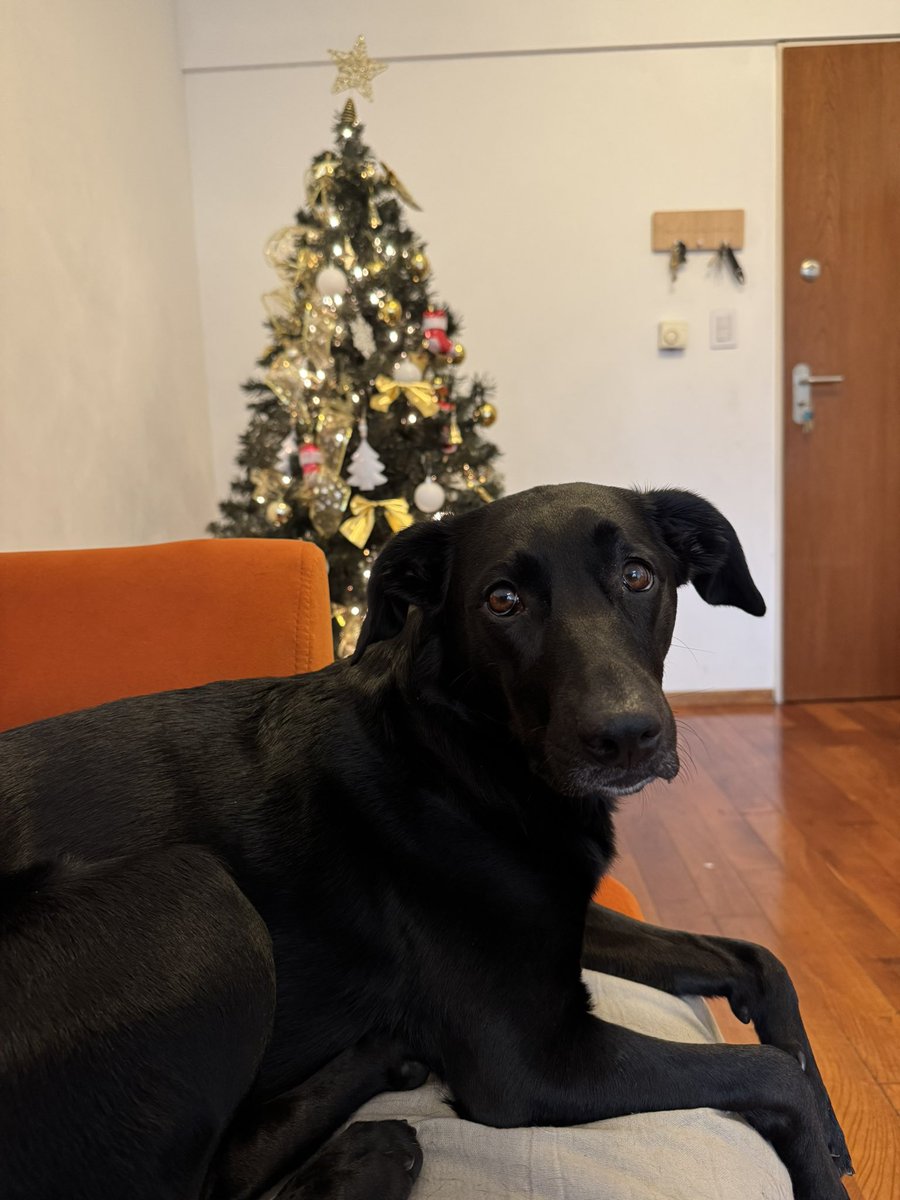 paoalbornozf's tweet image. Nada más maracucho que poner el arbolito un 17 de noviembre.
¿yo?
-Culpable