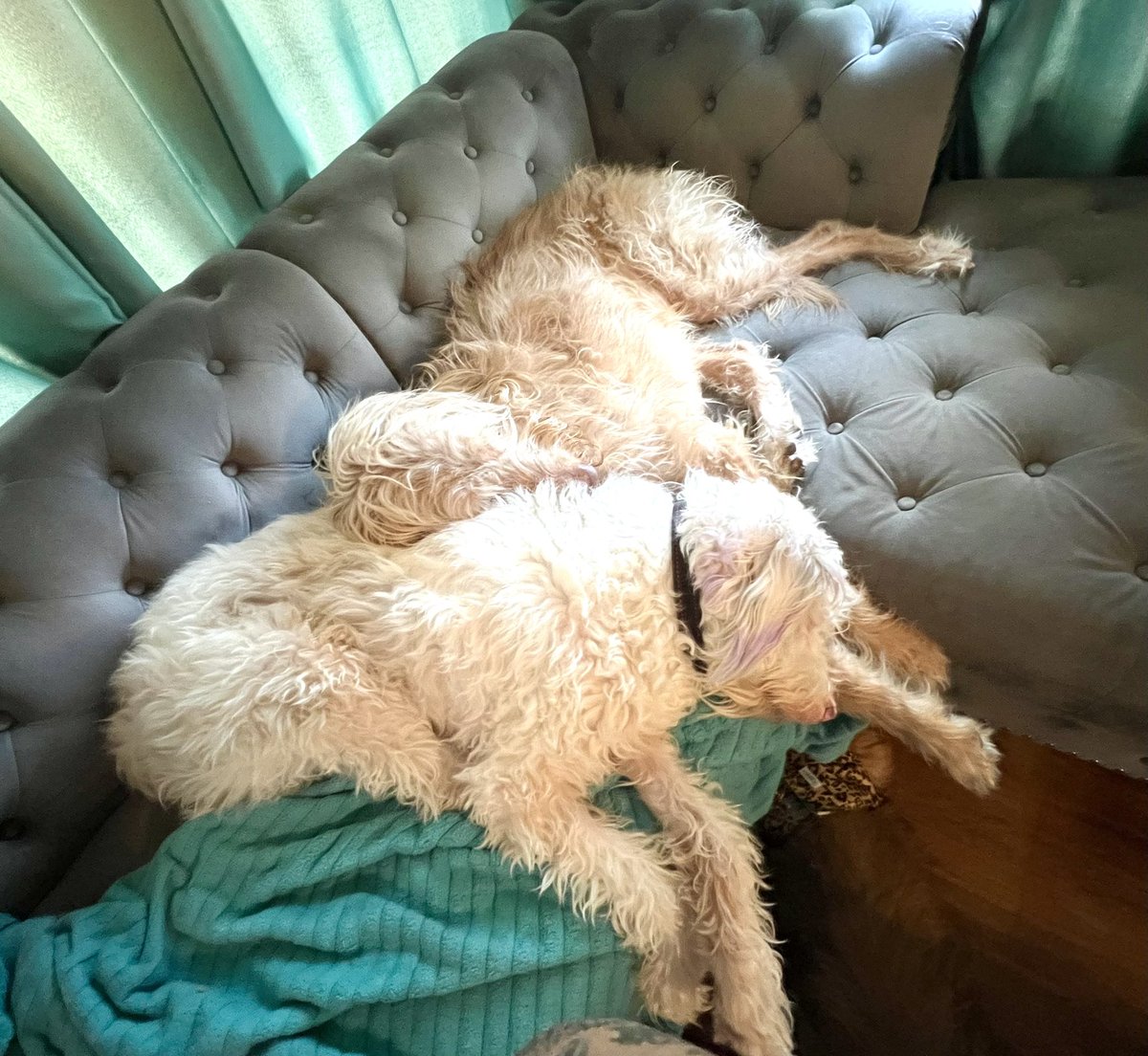 THE HERD HOUSE tweet media