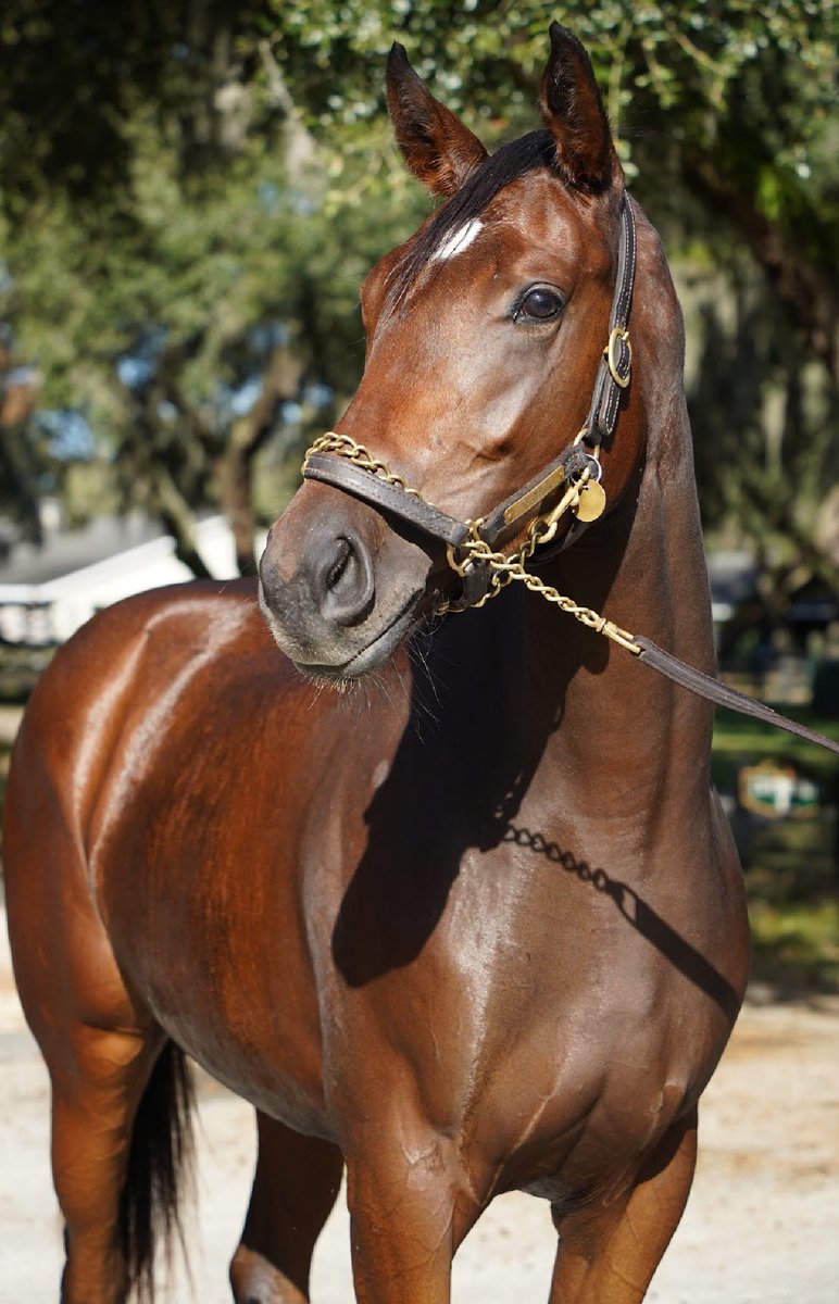 marymlight11's tweet photo. ‘23 Accelebrate by CHANCE IT is the filly in our 2025-26 @Shootingstartb_ Three Horse Syndicate. #chanceit #FLBred #FLSire #VACert #18monthsoffun #oakglenraised https://t.co/e9fNQRO6Bg