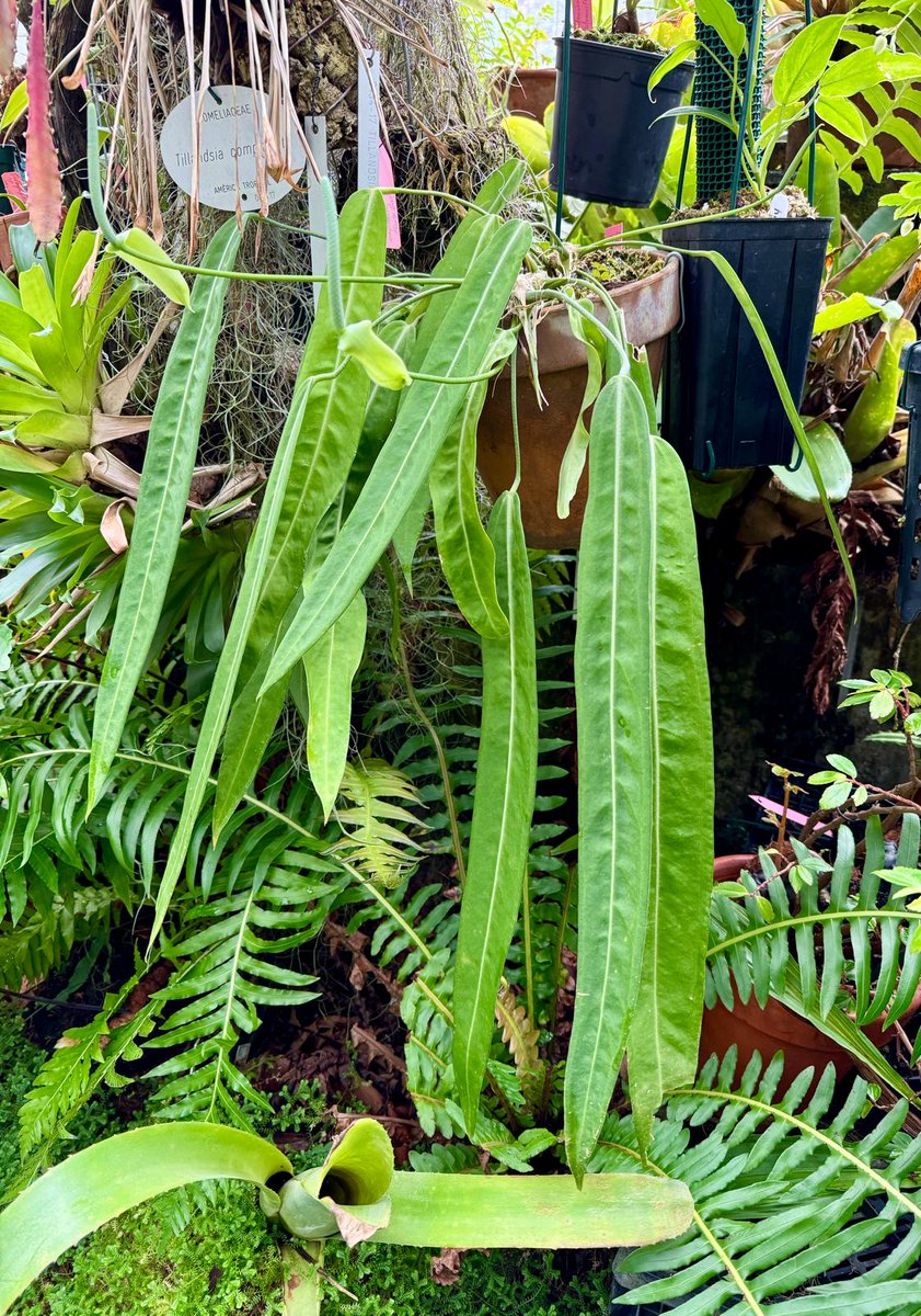 Nos llegan estás del invernadero tropical: Anthurium pallidiflorum que está creciendo feliz y nos regala sus flores. Las hojas son muy elegantes y pendulares. Acércate a verlo tras la cristalera del invernadero.
📷: G. Torres