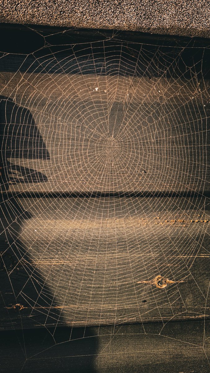 The shed spider web.
#Web #Spiderweb