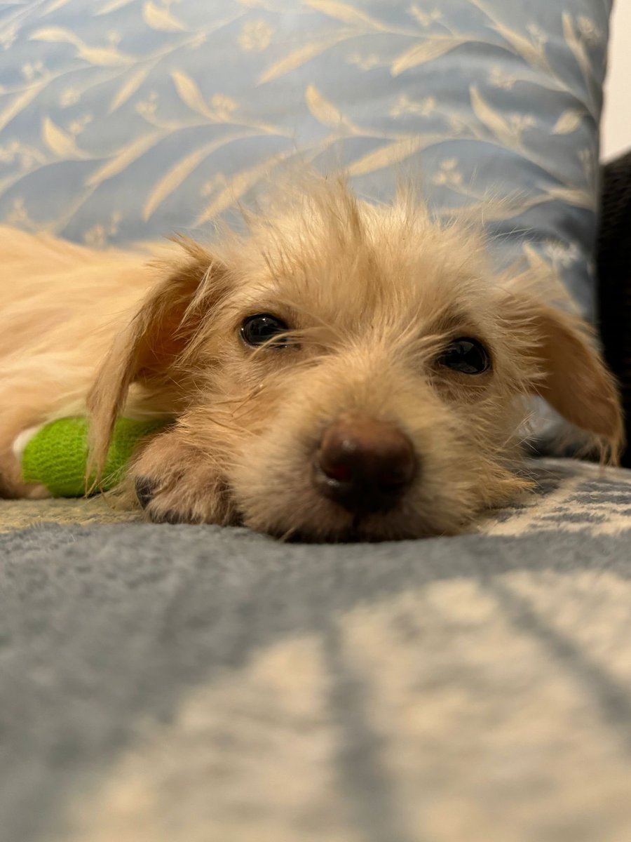 This tiny little girl is battling to stay alive tonight. She had a fighting chance which is not something she started the day with.

I called her Amalfi and she’s made it this far so I’m hoping she can make a big recovery… (1/8) 🧵