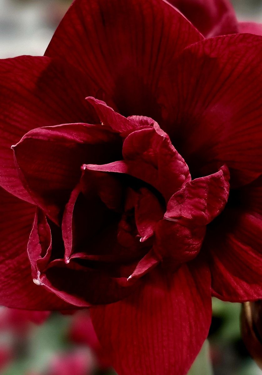 GardenOpus tweet media