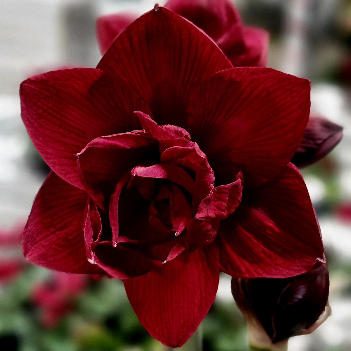 GardenOpus tweet media