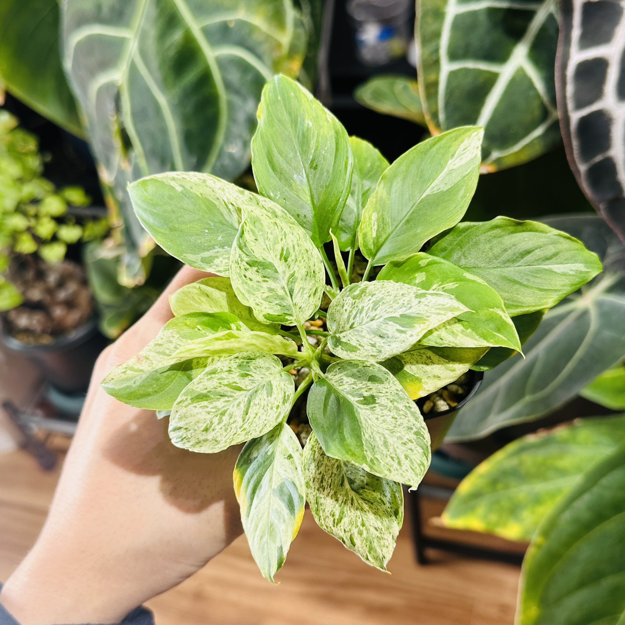 Homalomena sp. variegated 斑雪 Homalomena sp. variegated 斑雪 Homalomena sp. variegated 斑雪