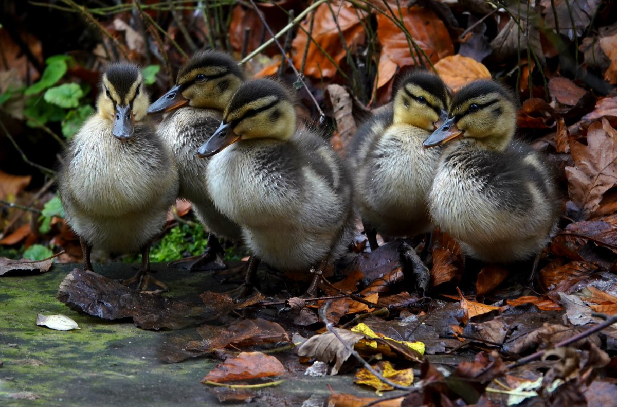 An unusual sight in the park for autumn🦆

Ducklings normally hatch late spring/early summer, but these little ones are 4 months out of season - we’re hoping the weather will stay mild to give them a fighting chance over winter!

Huge thanks to David Hart for the beautiful photo.