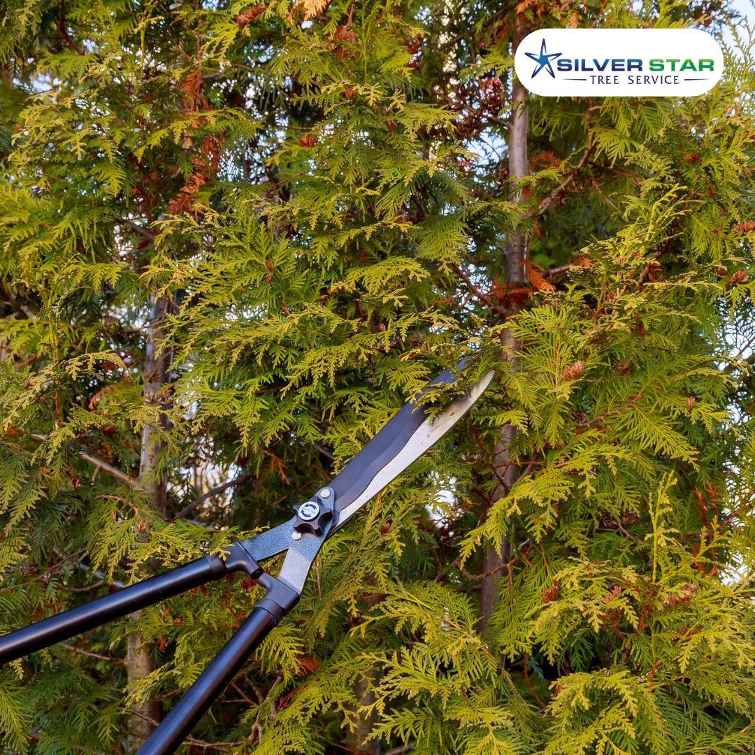 SilverStarTree1's tweet photo. Trees That Thrive, Yards That Shine!
Our expert trimming techniques ensure healthier trees, improved views, and safer environments. Your outdoor space deserves the best—let us help bring your vision to life!🌳 

Get Started: https://t.co/enDt80OTUG

#TreeTrimming
#SafeLandscapes https://t.co/MtKtVl7Hjq
