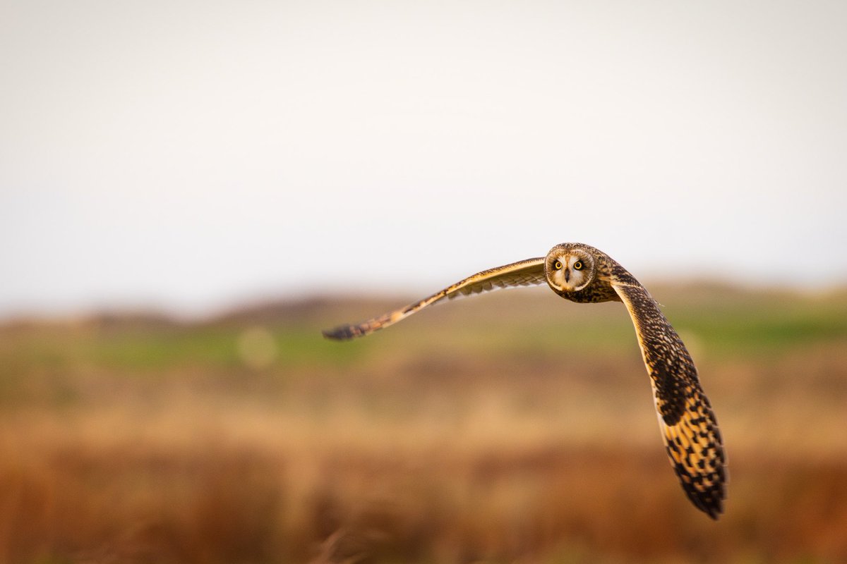 Joebirding's tweet photo. Short eared owl on north gare road last night. Just metres from the car! 

Absolutely beautiful to watch at least 3 on the common as the sun set. 

@teesbirds1 @nybirdnews @BirdGuides https://t.co/WxNN2FkKQH