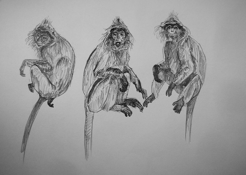 haiiromizunagi's tweet photo. いつもの所Ⅰで #シルバールトン #langur #SilveryLutung #Trachypithecus を #スケッチ #ドローイング。昨日の続き‥と正確には言えないが、雰囲気が何故か好きな本種を描いた。フランソワとかも良いよね‥どちらも犬山では並びで見られるので有難い‥暫く動物園に行けてないが、近々行こうかと思う。 https://t.co/cFjpuvt9uw