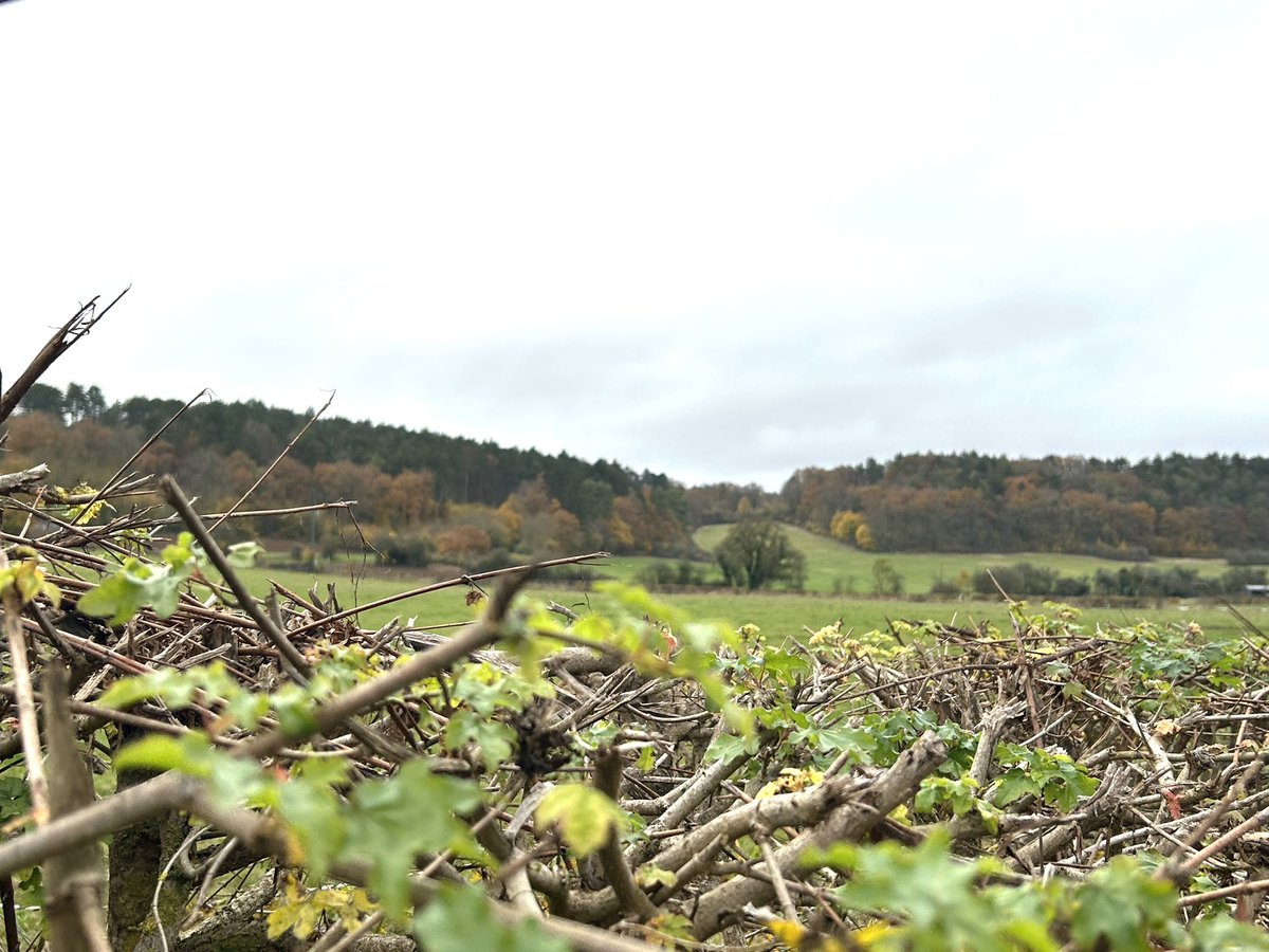 Chris_Brussels's tweet photo. Petite balade près de la #Lesse. 🚶♂️🚶♀️
🌳🌲☁️ #Luxembourg 🇧🇪🇪🇺 https://t.co/wD57wB0Jou