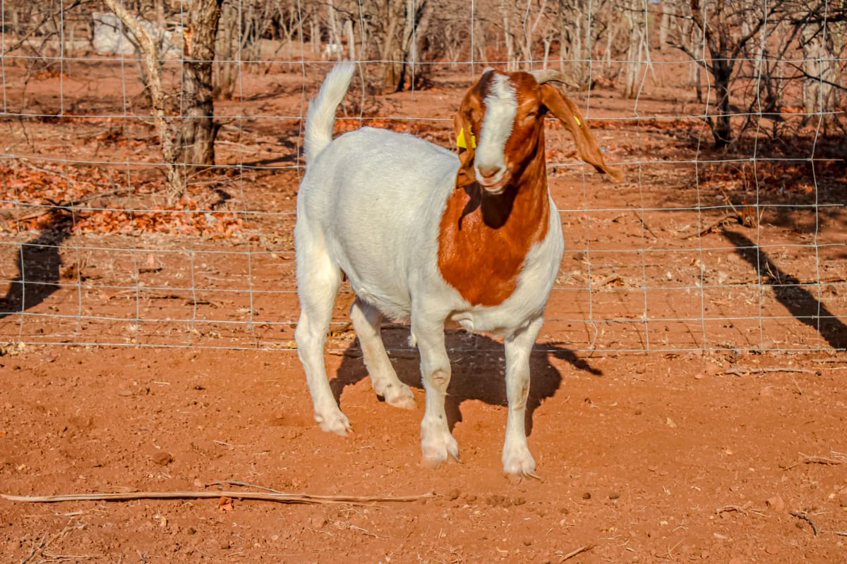 SOLD ❗ We would like to thank Mr Moakanyi Joe Phitshana who bought  some lovely ewes. The ewes have been running with JCB as per his request. They will be heading to the Southern District, Ngwaketse West. Thank you farmer for your support 🙏🤠