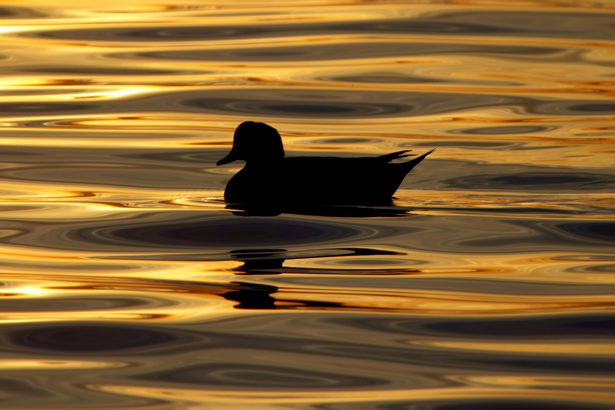 Struan_Tokyo's tweet image. doubt anyone will get this one, so i'll just say upfront it's an #AmericanWigeon but just look at that liquid gold it's floating in 🥰 #tokyobay #検見川の浜