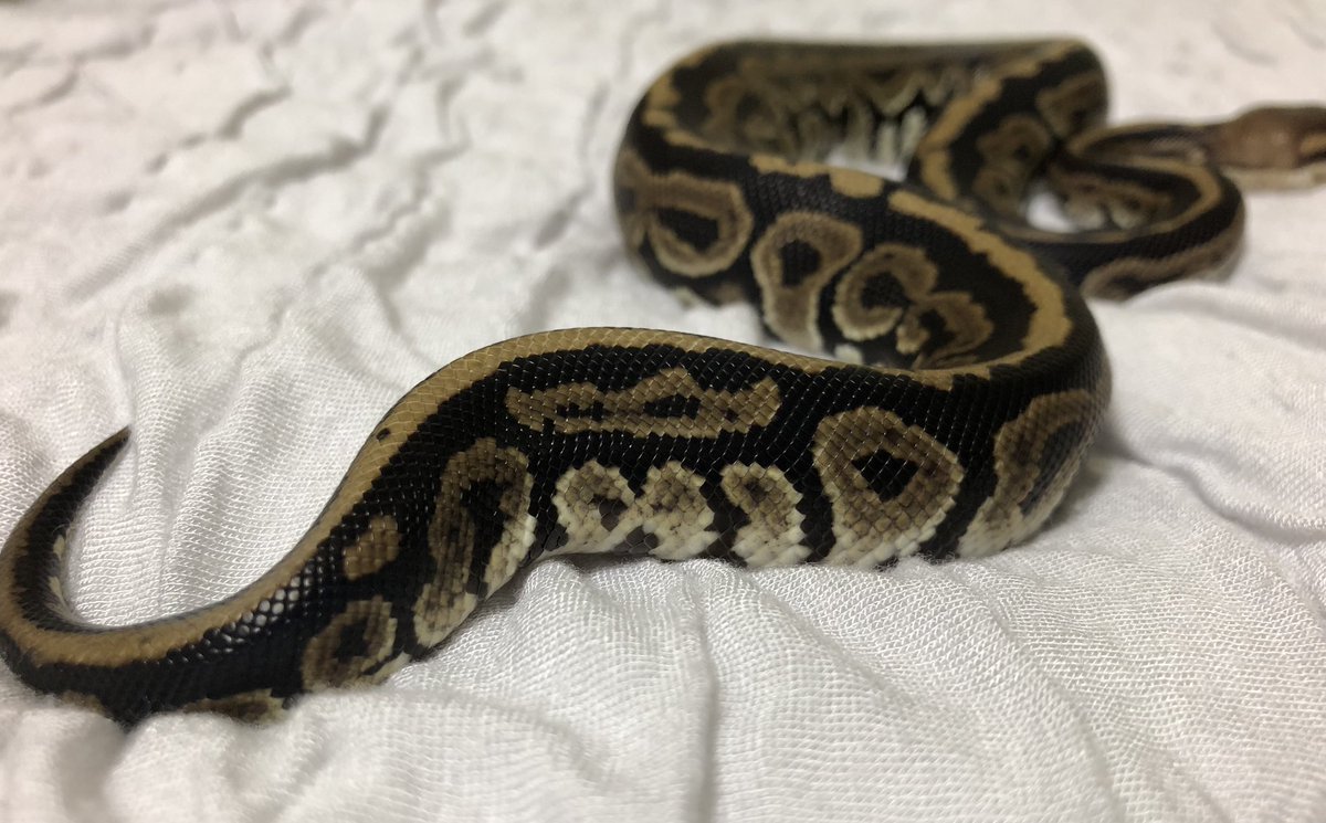 j4n0_me's tweet image. vbp(@vbp_ballpython )さんより、念願の指名輸入の子を受け取りました
▶︎ Arcane HRA het OG 50%het Pied♂
MMでこの子を見つけ一目惚れをし、ブリーダーさんと色々お話していたところ、vbpさんの指名輸入により縁を繋いでいただきました🙌とても感慨深いです…😭
#ボールパイソン 
#ballpython