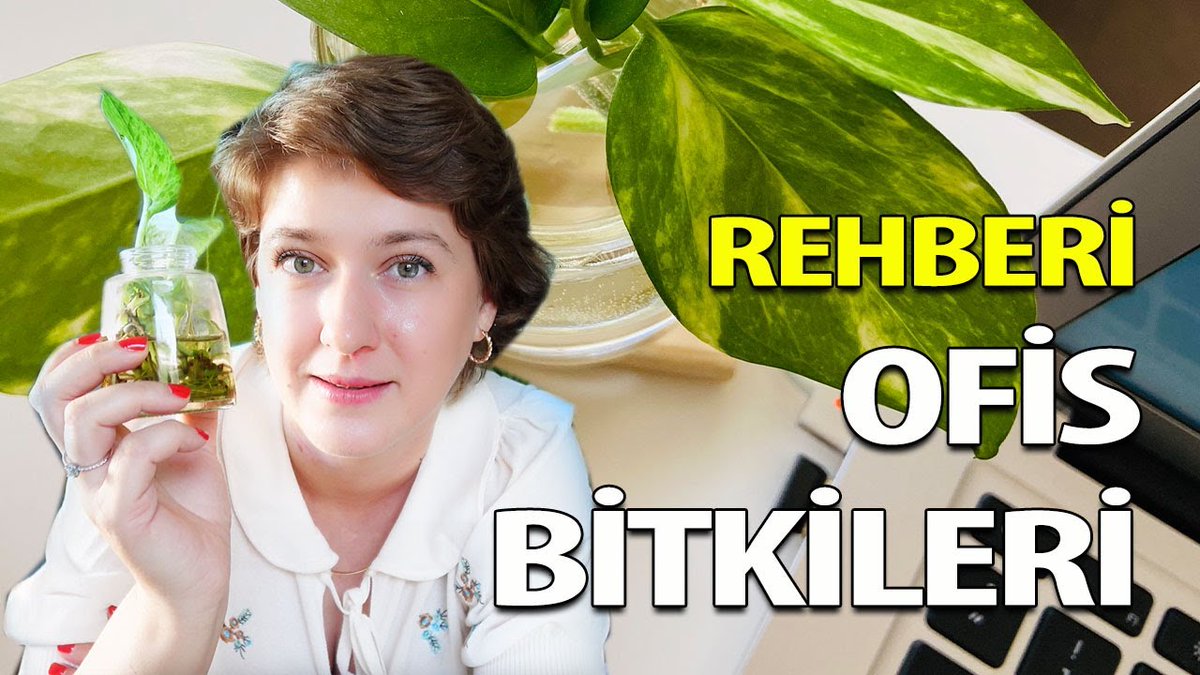 evyesili's tweet photo. YENİ | Ofis bitkileri rehberinin ilk videosu yayında 😊 Merak ettiğiniz herhangi bir soru sormak isterseniz de 19.00'a kadar videosunun altında yorumları yanıtlıyorum 😍
https://t.co/XUTI6BRhmz https://t.co/gMElkF2Lee