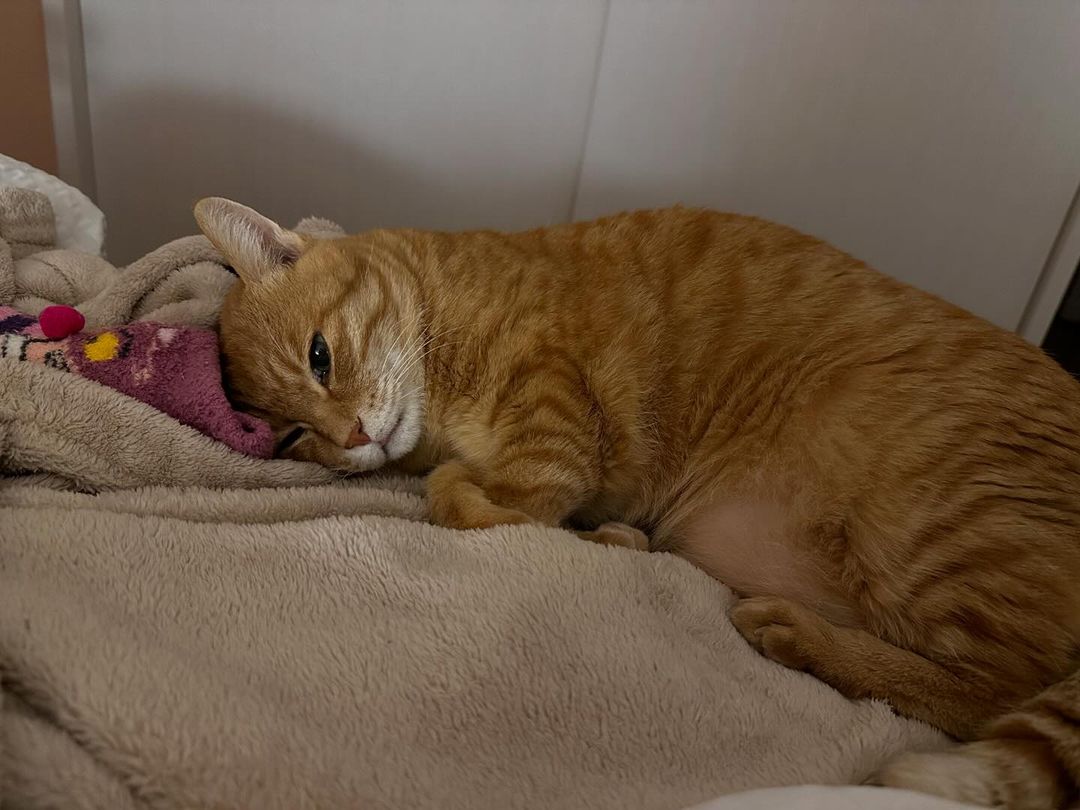KayraFlorence's tweet photo. I love this little guy, he's been with me through a lot of hard times and has given me a lot of moral support and companionship, thank you for being there for me, today is our third year together, I love you Katie! https://t.co/ge86vzBgyg