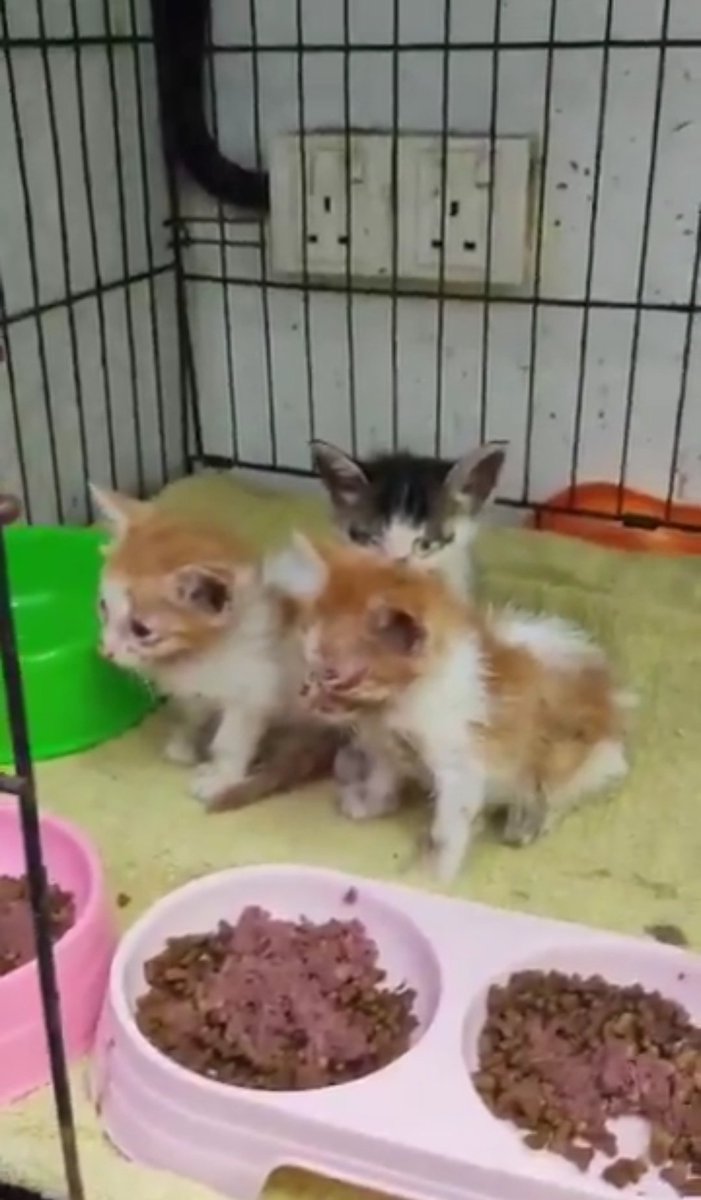 samantha_cavill's tweet photo. Korang, mintak tolong share eh kalau tak mampu donate. Sharing helps a lot too! 

Doakan sekali supaya budak² ni survive❤️‍🩹🙏🏼

Thankyou semua https://t.co/liSt2dr9li