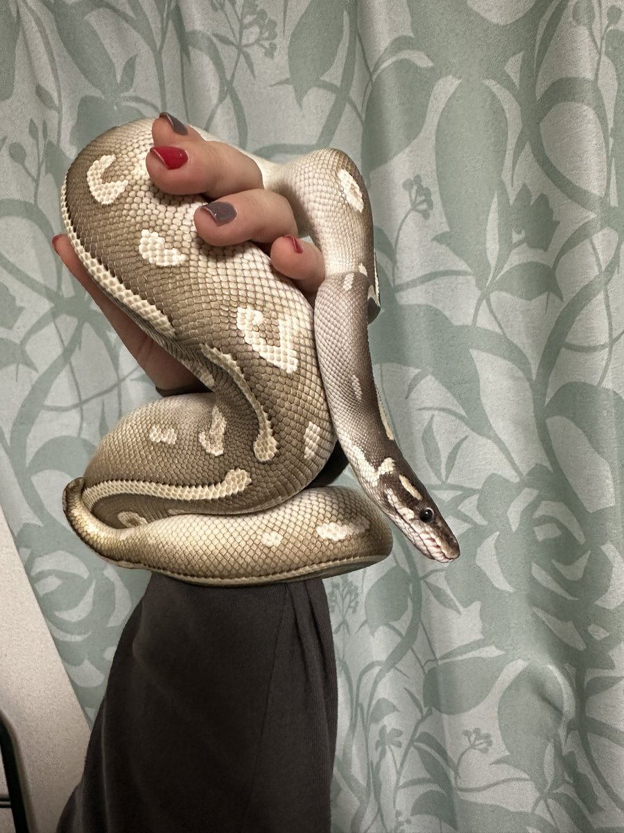 きゃわわ

 #ボールパイソン