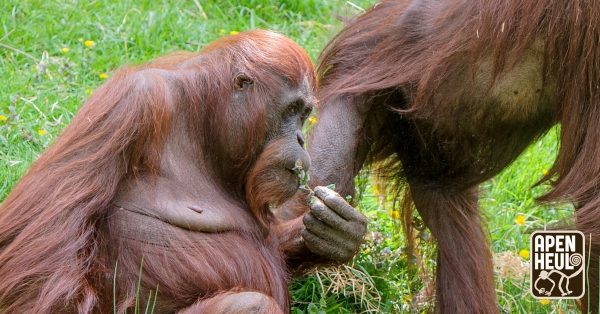 Hoera! Orang-oetan Wattana is jarig 🥳 Ze is vandaag 29 geworden.

Wist je dat bij orang-oetans de moeder verantwoordelijk is voor de complete opvoeding van het jong? 🦧 Wattana heeft in Apenheul al 2 kleintjes grootgebracht!

#hoera #verjaardag #orangoetan #apenheul