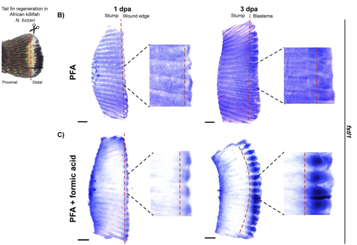 A. Sánchez Alvarado tweet media
