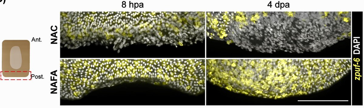 A. Sánchez Alvarado tweet media