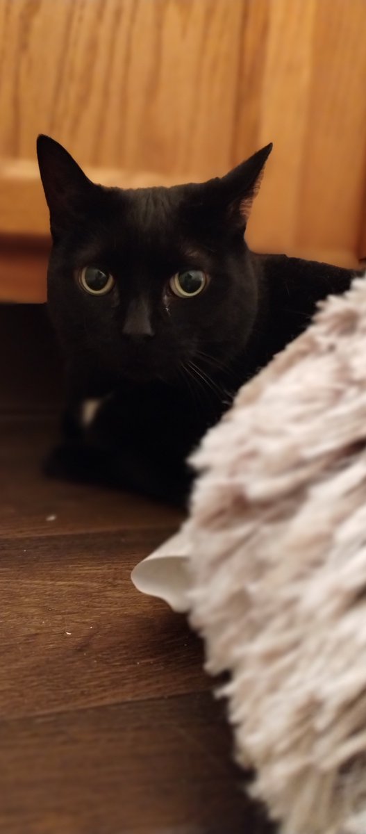 Kitty! 🐾