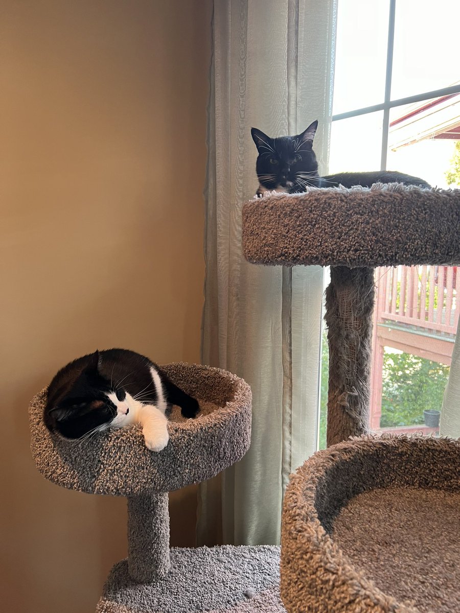 You can find me, Gizmo and mom over on Bluesky at @PrimroseTheCat.bsky.social

We’re still gonna stay here for a bit but eventually probably gonna just move to Bluesky #CatsOfX #Cats