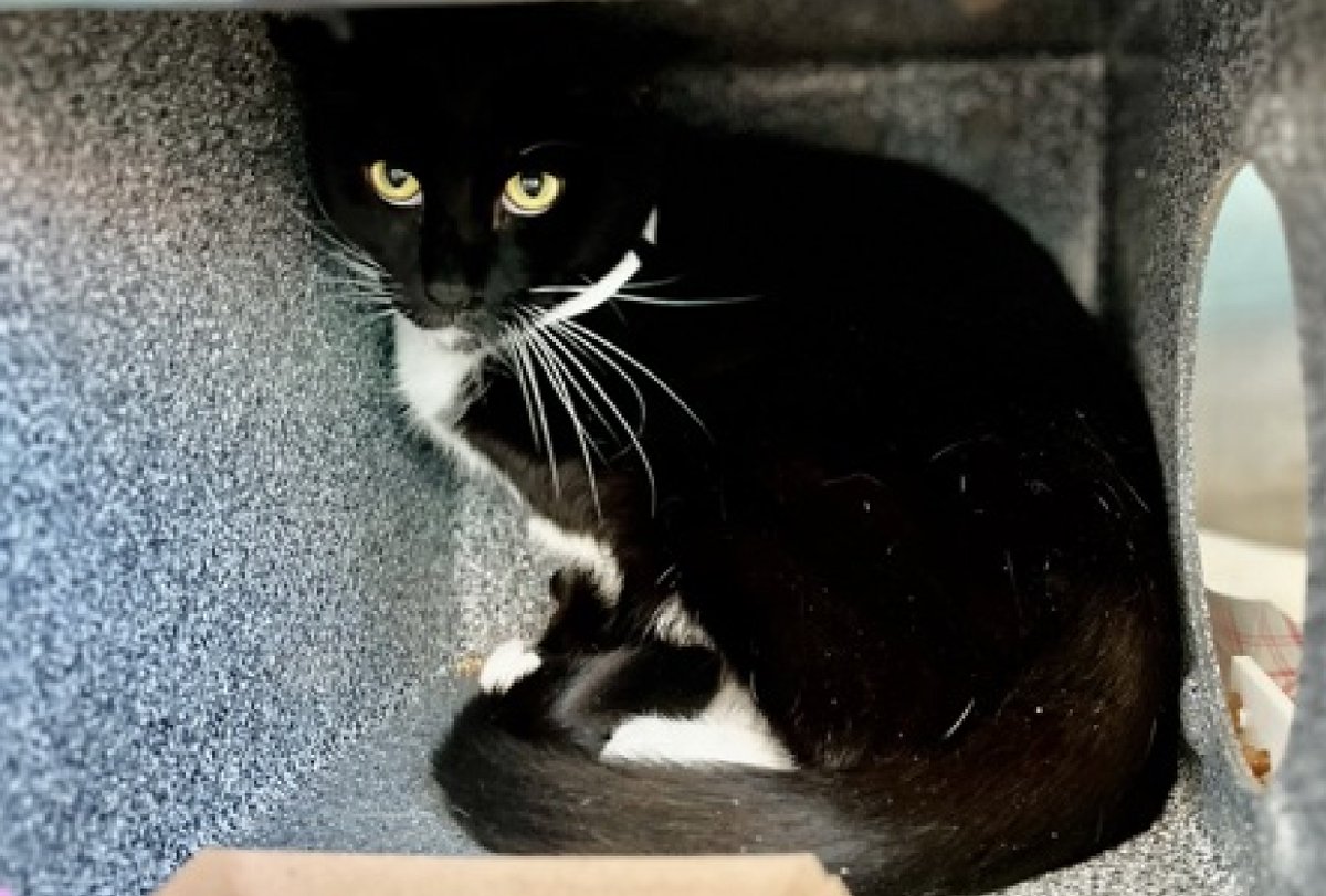 LOVE_CATS_ONE tweet picture