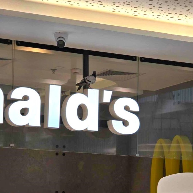 TygodnikOpolska's tweet image. Tymczasem w Solarisie w Opolu, wysłannik konkurencji stara się poznać sekrety kuchni. Fot. Czytelnik #Opole #Solaris #gołąb #McDonalds