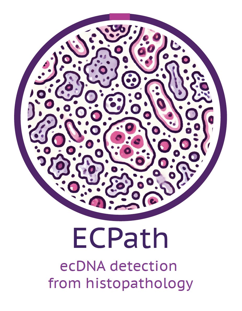 Understanding ecDNA (tiny circular DNA) is among important open problems in cancer research. However, it can only be detected using whole genome sequencing - a bottleneck to study it at scale.

We present ecPath - a method to detect it directly from histopathology images.🧵