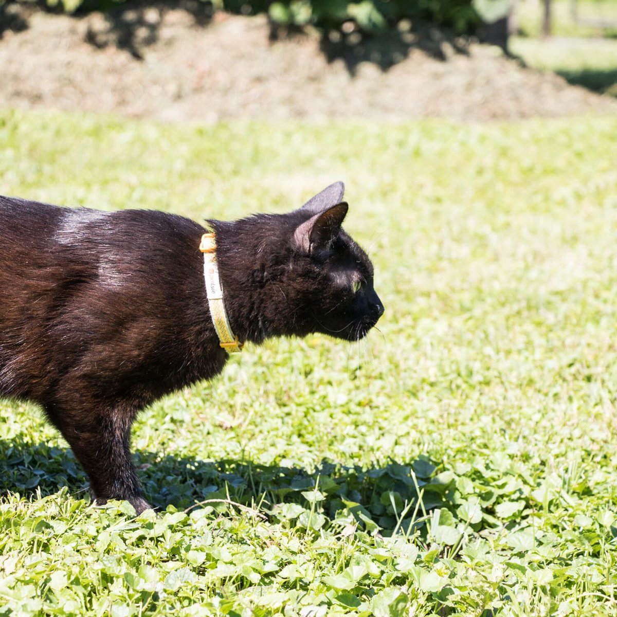 pettsie_com's tweet photo. πΎπΏ Adventure Awaits! πΏπΎ
Explore the great outdoors with your feline bestie in style!
The Pettsie Cat Breakaway Collar and matching friendship bracelet let you twin with your cat while keeping them safe and comfy.
#pettsie #CatCollar #dappercat #dappercats #breakawaycollar https://t.co/FK6BoSQhbA