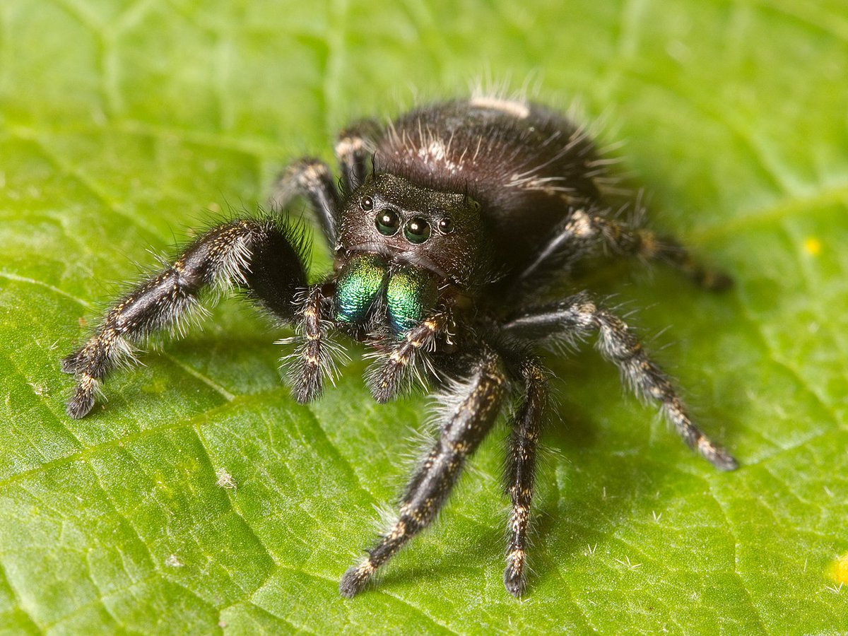 wanerspid's tweet photo. Bonjour, à tous, mes élèves élaborent un gros projet scientifique sur le monde des araignées. Un groupe enquête sur la place des araignées dans les cultures du monde, merci vous si vous pouviez le diffuser au max, et bien au-delà des frontières : https://t.co/bUWgeUAaCf https://t.co/5WI065Qh9C