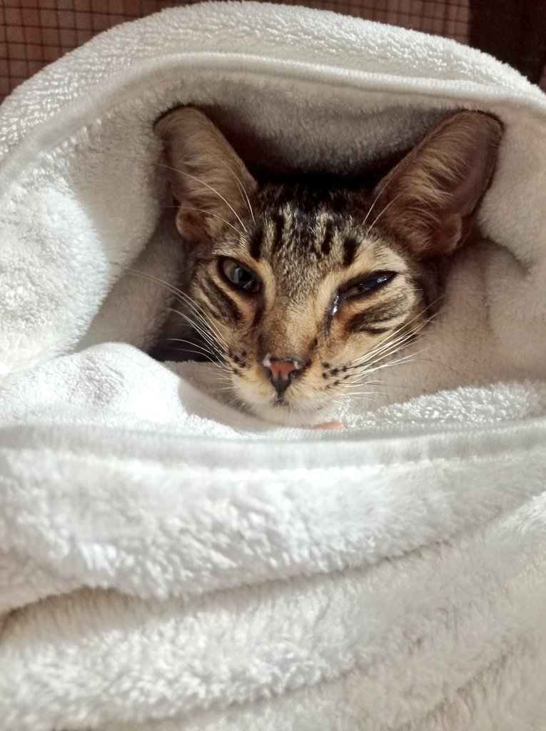 _arlettesalazar's tweet image. 4 to día : 
Se estancó la ayuda 🆘😿

Hemos logrado ¡710! Ya nos falta poco amigos porfavor todo suma necesitamos s/1040 para hacer la TRASFUSIÓN de sangre 🩸 e internarlo kiwi sigue esperando 😿

Yape/Plin 934962128 Jaquelyn Salazar 
Máxima difusión 🙏🏼