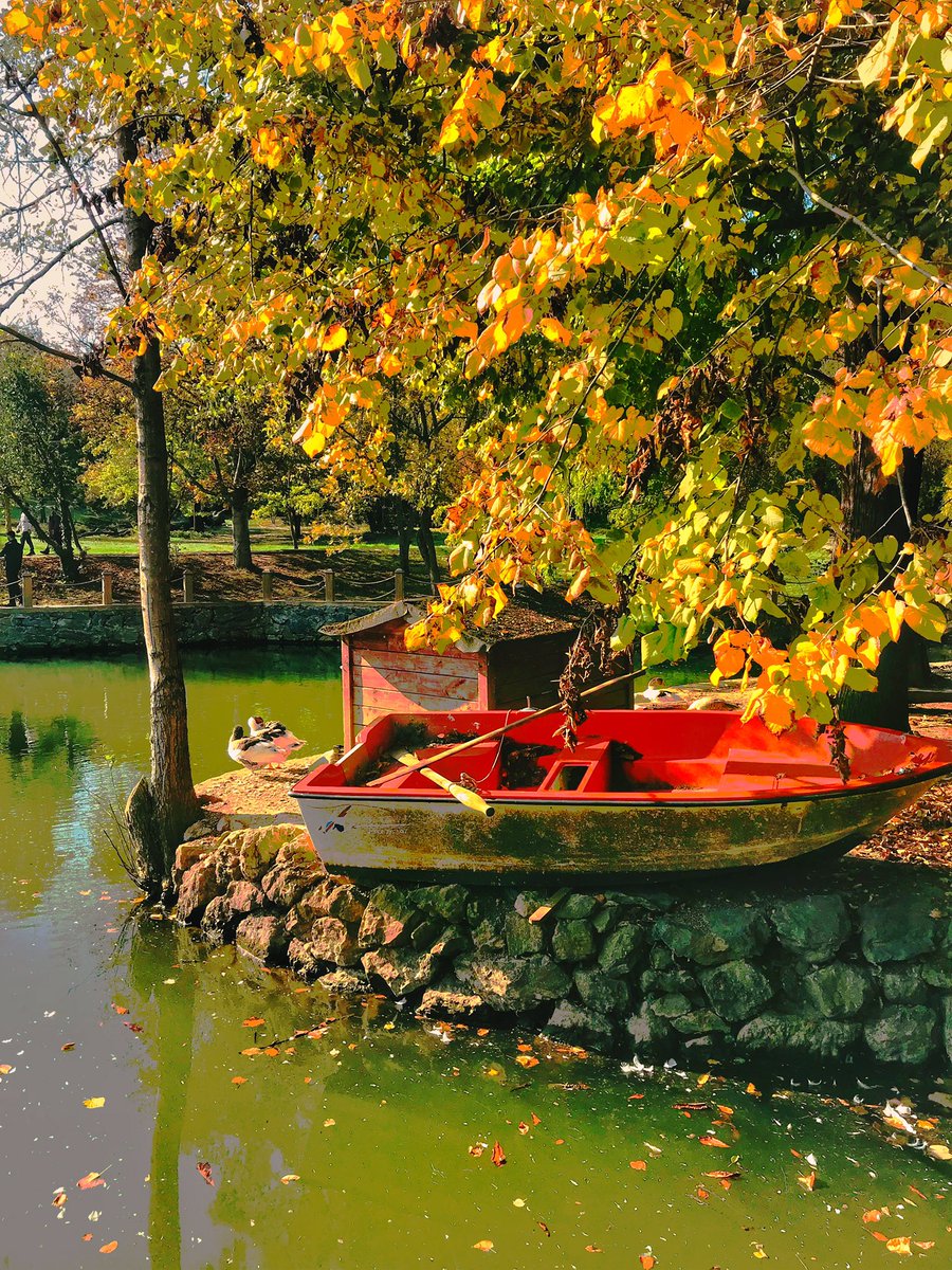 zeynepserhan's tweet photo. sonbaharın paletindeki tonlara yerinde şahit olmak isteyen her yıl kasım ayında buraya uğrasın. değme ressamlar resmedemez bu görselliği. 
#arboretum https://t.co/ygnp91GXze