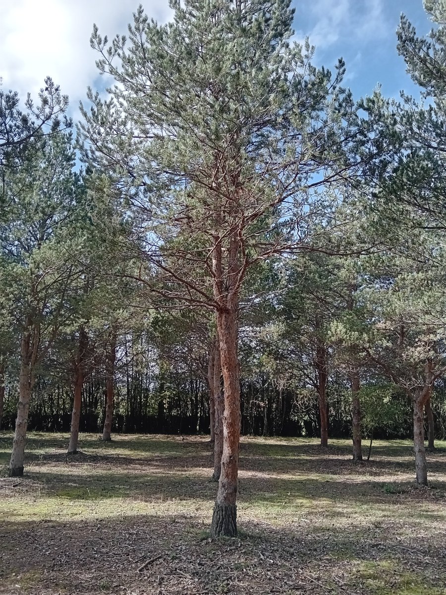 Huerto clonal de P. Sylvestris de Javierregay (Huesca). Los injertos se hicieron hace más de 30 años. La parte superior que viene de una púa tomada de la copa tiene aspecto de copa (ramificación y color) mientras que el portainjertos ha tenido un crecimiento secundario "normal".