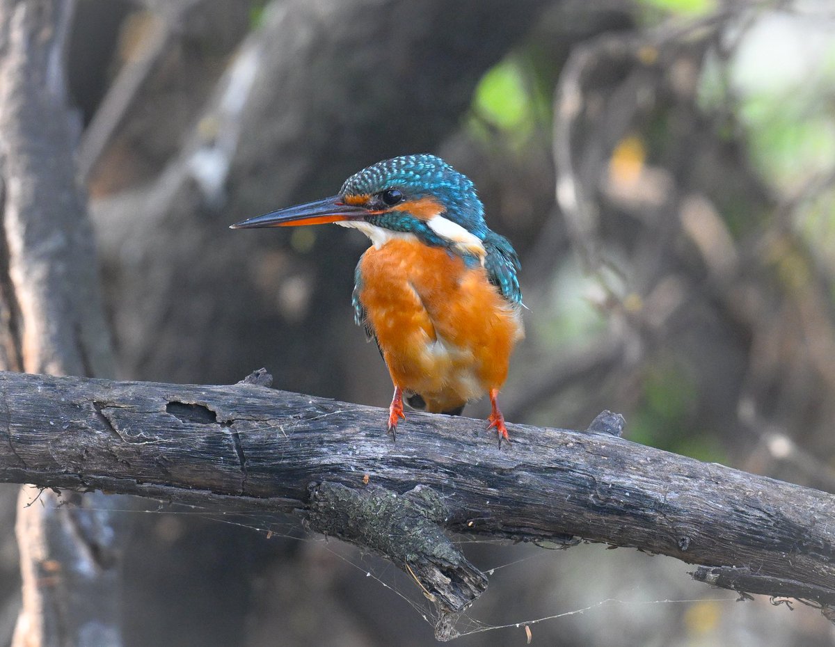 Adrian Langdon (@maxshearwater) on Twitter photo Kingfishers have been one of my photo subjects today here in Rajasthan.
The Pied, the White-throated and our own Common Kingfisher.
Such beautiful birds!
#birdsofindia #birdsofrajasthan <a href="/BobBosisto/">Bob Bosisto</a> <a href="/camelbirder/">Derek Julian</a> <a href="/Kernowringer/">Peter Roseveare</a> <a href="/JasminaGoodair/">Jasmina Goodair</a> <a href="/CBWPS1/">Cornwall Birds</a> Kingfishers have been one of my photo subjects today here in Rajasthan.
The Pied, the White-throated and our own Common Kingfisher.
Such beautiful birds!
#birdsofindia #birdsofrajasthan <a href="/BobBosisto/">Bob Bosisto</a> <a href="/camelbirder/">Derek Julian</a> <a href="/Kernowringer/">Peter Roseveare</a> <a href="/JasminaGoodair/">Jasmina Goodair</a> <a href="/CBWPS1/">Cornwall Birds</a>