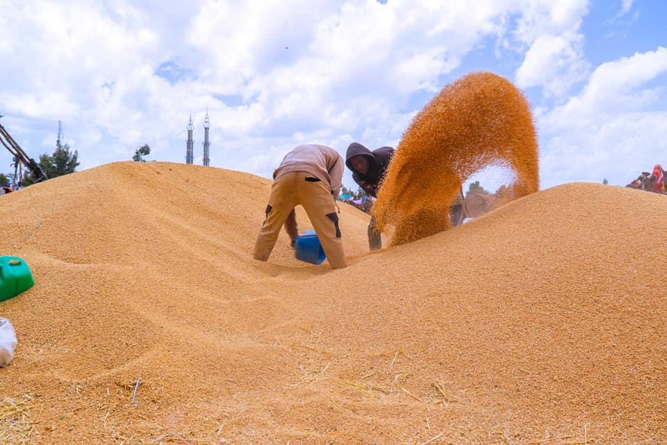 ShimelisAbdisa's tweet photo. The Future of Ethiopia: agricultural transformation 
Last summer/Meher season we covered over 11.6 million hectares by rainfed with different crops. We are harvesting aggressively and the yield is very promising. I’m really proud of our great farmers! Thank God!!! https://t.co/ed6kIq9jlf