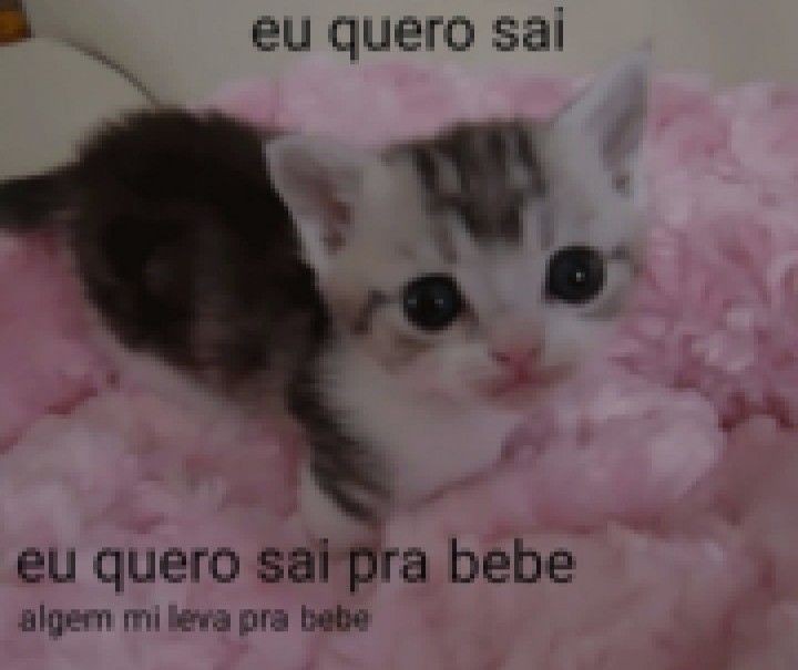 perfil dedicado a gatinhos e peitos (@odeiootaco) on Twitter photo 