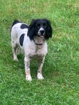 millypod1's tweet photo. JUNO IS HOME. THANKS FOR RT's πππΎ
π15 NOV 2024 #Lost JUNO #ScanMe #Tagged
Black & White English Springer Spaniel Female
By Gasper Street #BA12 6PY in the fields.
#Gasper #Stourton #Warminster
Last seen, What 3 words = Magnetic Dislodge Starters https://t.co/oYMkK1Qo3U https://t.co/q4bRysek8c