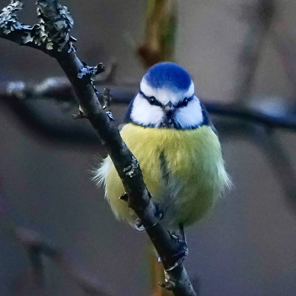 Sinitiaisen tuijotus 
Tuusula