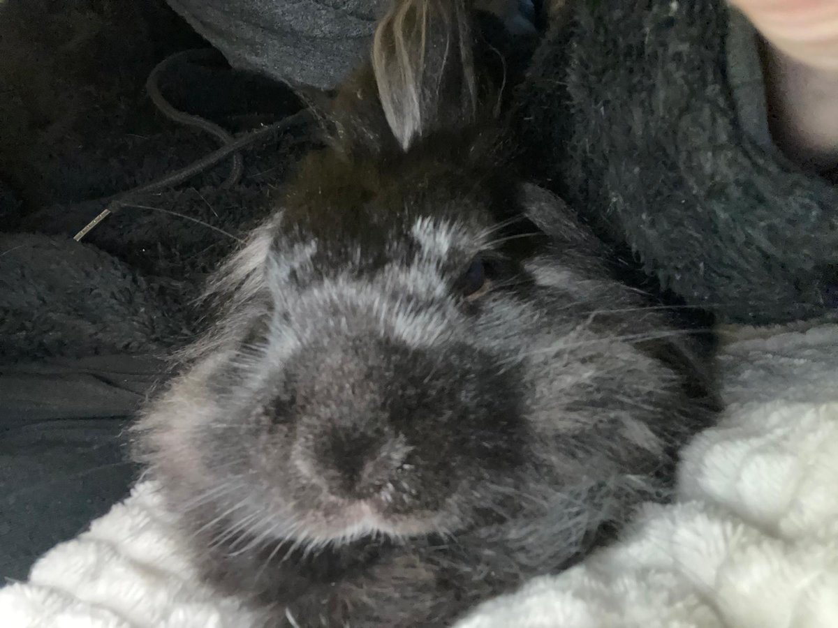JettBunny's tweet photo. Hoppy Sunday Everyone
Sunday relaxing with hooman
Love you all lots @JettBunny
#hoppy #Ireland #Dublin #Bunnies #bunny #rabbit #rabbits #AdoptDontShop #Adoption #topmodel #pets #petsoftwitter #sundayvibes #cuddles #sunday #bunniesofx #rabbitsofx https://t.co/4yTlN3pupH